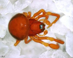 Anapidae BOLD Systems Taxonomy Browser Anapidae family