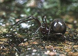 Anapidae httpsuploadwikimediaorgwikipediacommonsthu