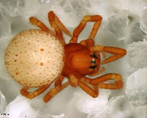 Anapidae BOLD Systems Taxonomy Browser Anapidae family