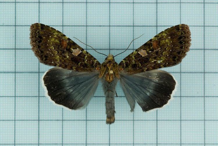 Anaplectoides inouei