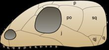 Anapsid Anapsid Wikipedia