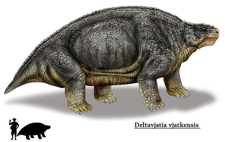 Anapsid Anapsid Animal and the Partner