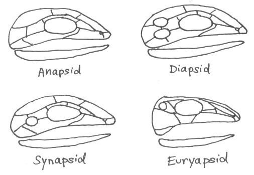 Anapsid Fossil Plot Glossary Home