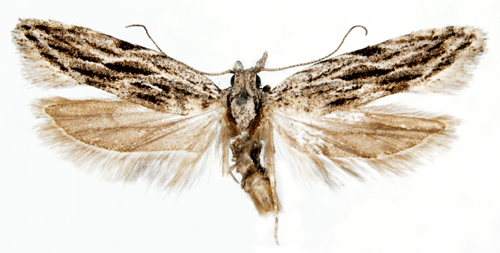 Anarsia Anarsia lineatella Insecta Lepidoptera Gelechiidae