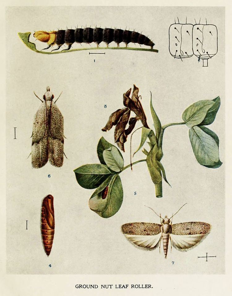 Anarsia ephippias