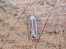 Anarsia lineatella Anarsia lineatella Wikipedia