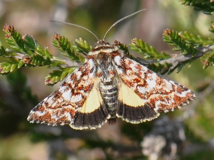 Anarta myrtilli lepinetfr Anarta myrtilli La Noctuelle de la Myrtille