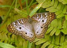 Anartia Anartia Wikipedia