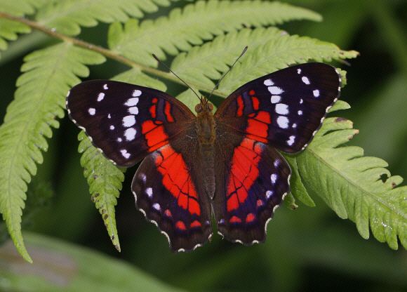 Anartia Butterflies of Amazonia Anartia amathea