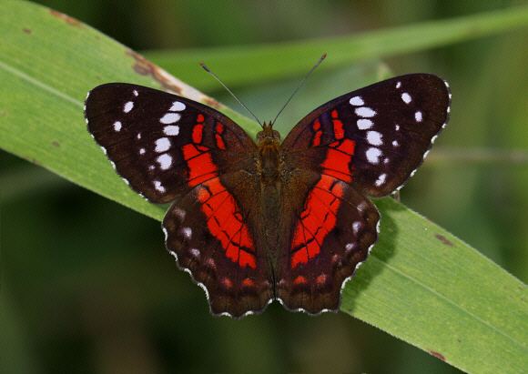 Anartia amathea Butterflies of Amazonia Anartia amathea