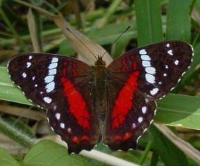 Anartia amathea Scarlet Peacock Anartia amathea