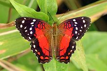 Anartia amathea Anartia amathea Wikipedia