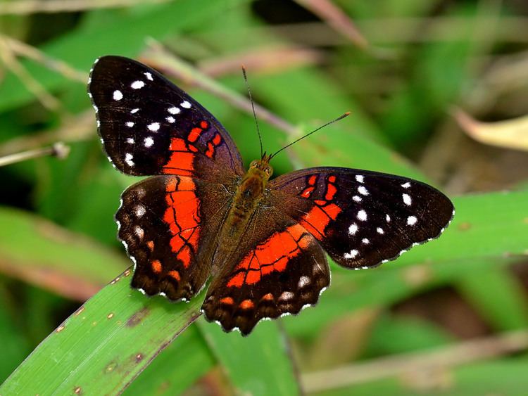 Anartia amathea Anartia amathea amathea Anartia amathea amathea Flickr