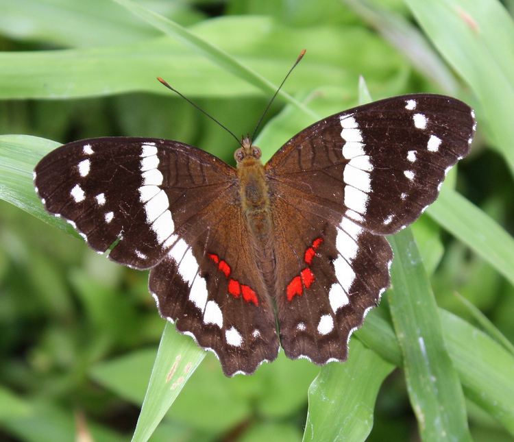 Anartia Banded Peacock Anartia fatima iNaturalistorg