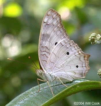 Anartia jatrophae Anartia jatrophae White peacock butterfly Papilio jatrophae