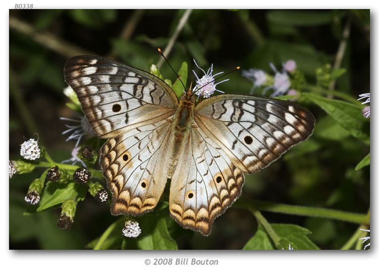 Anartia jatrophae Anartia jatrophae luteipicta live adults page 1