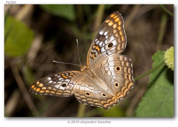 Anartia jatrophae Anartia jatrophae semifusca live adults