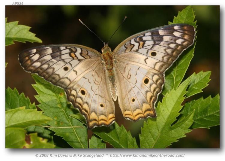 Anartia jatrophae butterfliesofamericacomimagesNymphalidaeNympha