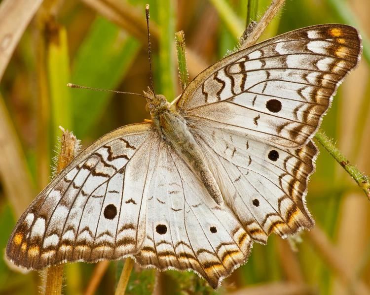 Anartia jatrophae Anartia Jatrophae Luteipicta by Marcio Pereira Arrebola Digital