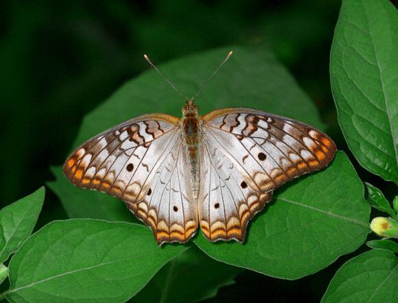 Anartia jatrophae Butterflies of Amazonia Anartia jatrophae