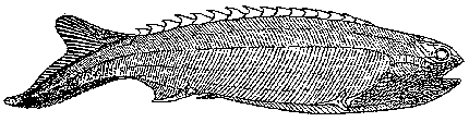 Anaspida Palaeos Vertebrates Anaspida Anaspida