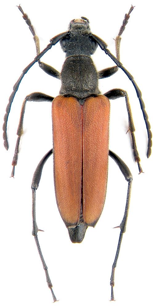 Anastrangalia Lepturini Anastrangalia reyi Heyden Cerambycidae