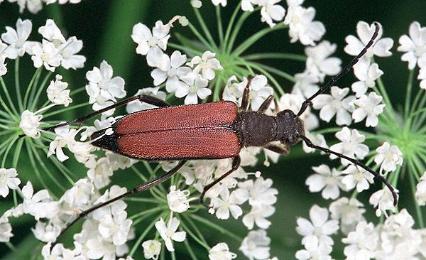 Anastrangalia dubia Anastrangalia dubia