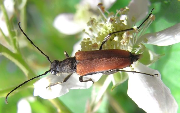 Anastrangalia dubia Anastrangalia dubia Scopoli 1763 Checklist View