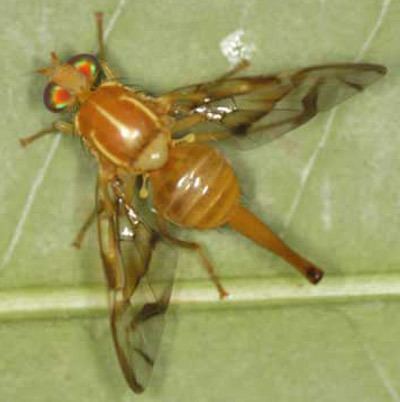 Anastrepha ludens Mexican fruit fly Anastrepha ludens Loew