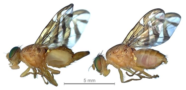 Anastrepha obliqua FileAnastrepha obliqua female and malejpg Wikimedia Commons