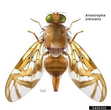 Anastrepha obliqua Anastrepha Images InvasiveOrg