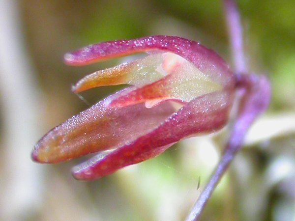 Anathallis graveolens