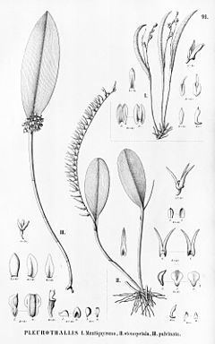 Anathallis sclerophylla httpsuploadwikimediaorgwikipediacommonsthu