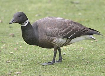 Anatidae Ducks Geese amp Swans family Anatidae