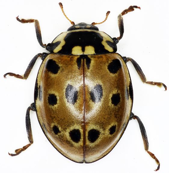 Anatis ocellata Anatisocellata1jpg