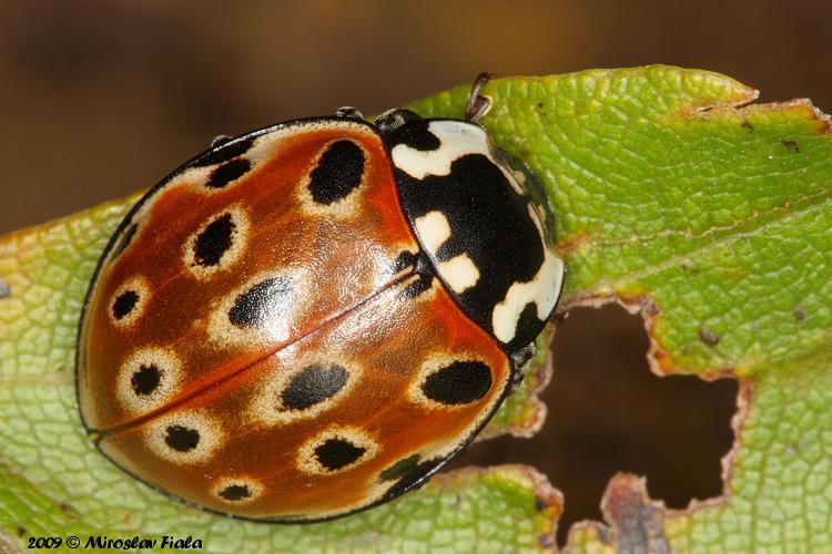 Anatis ocellata Image Anatis ocellata Eyed Ladybird BioLibcz