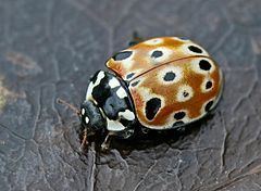 Anatis ocellata httpsuploadwikimediaorgwikipediacommonsthu