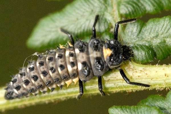 Anatis ocellata Anatis ocellata