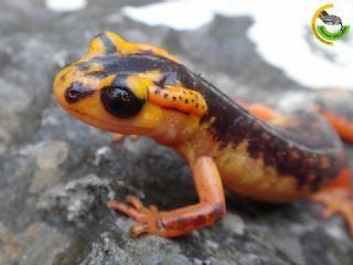 Anatolia Lycian salamander wwwturkherptilorgcontentsicerikTumb3584527