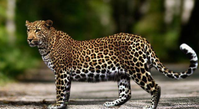 Anatolian leopard Most Endangered Big Cats Rarest Tigers Pumas Or Lions In The World