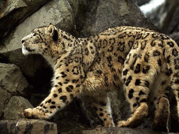 Anatolian leopard Anatolian leopard The Life of Animals