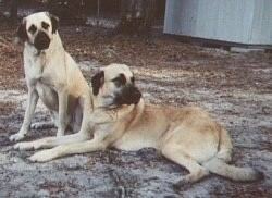 Anatolian Shepherd Anatolian Shepherd Dog Breed Information and Pictures