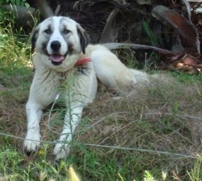 Anatolian Shepherd Anatolian Shepherd Dog Breed Information and Pictures