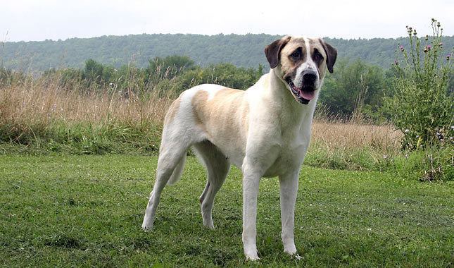 Anatolian Shepherd Anatolian Shepherd amp Kangal Dog