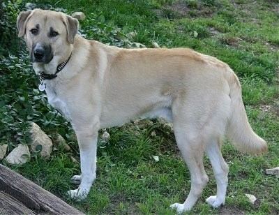 Anatolian Shepherd wwwdogbreedinfocomimages17AnatolianShepherdDog