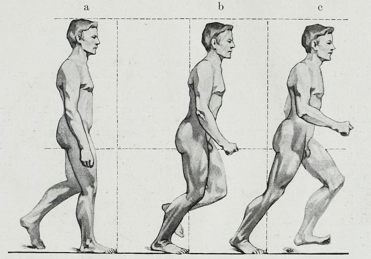 Anatomical terms of motion