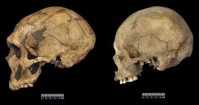 Anatomically modern human Neanderthal versus modern skulls selection or drift Egghead