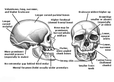 Anatomically modern human Chapter 14 Home