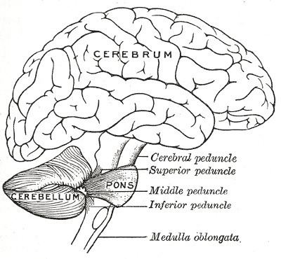 Anatomy of the cerebellum