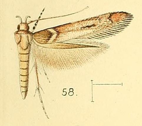 Anatrachyntis simplex